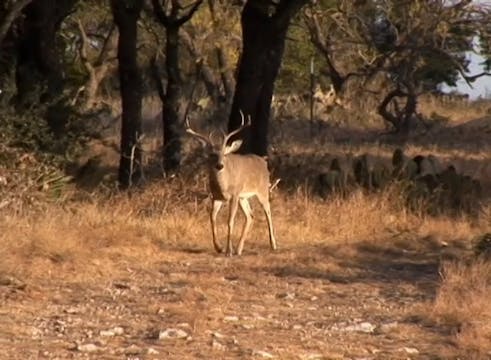 Lucky Online • Whitetails in Texas