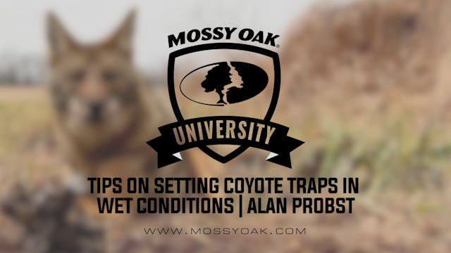 Tips on Setting Coyote Traps in Wet C...