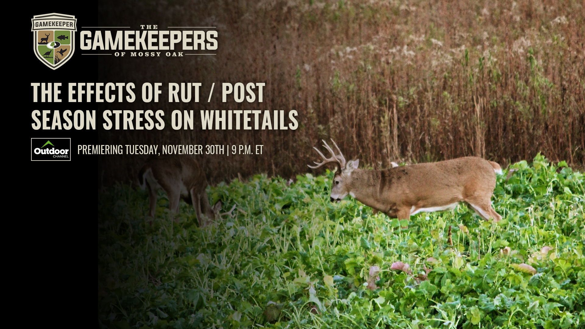 The Effects of Rut / Post Season Stress on Whitetails