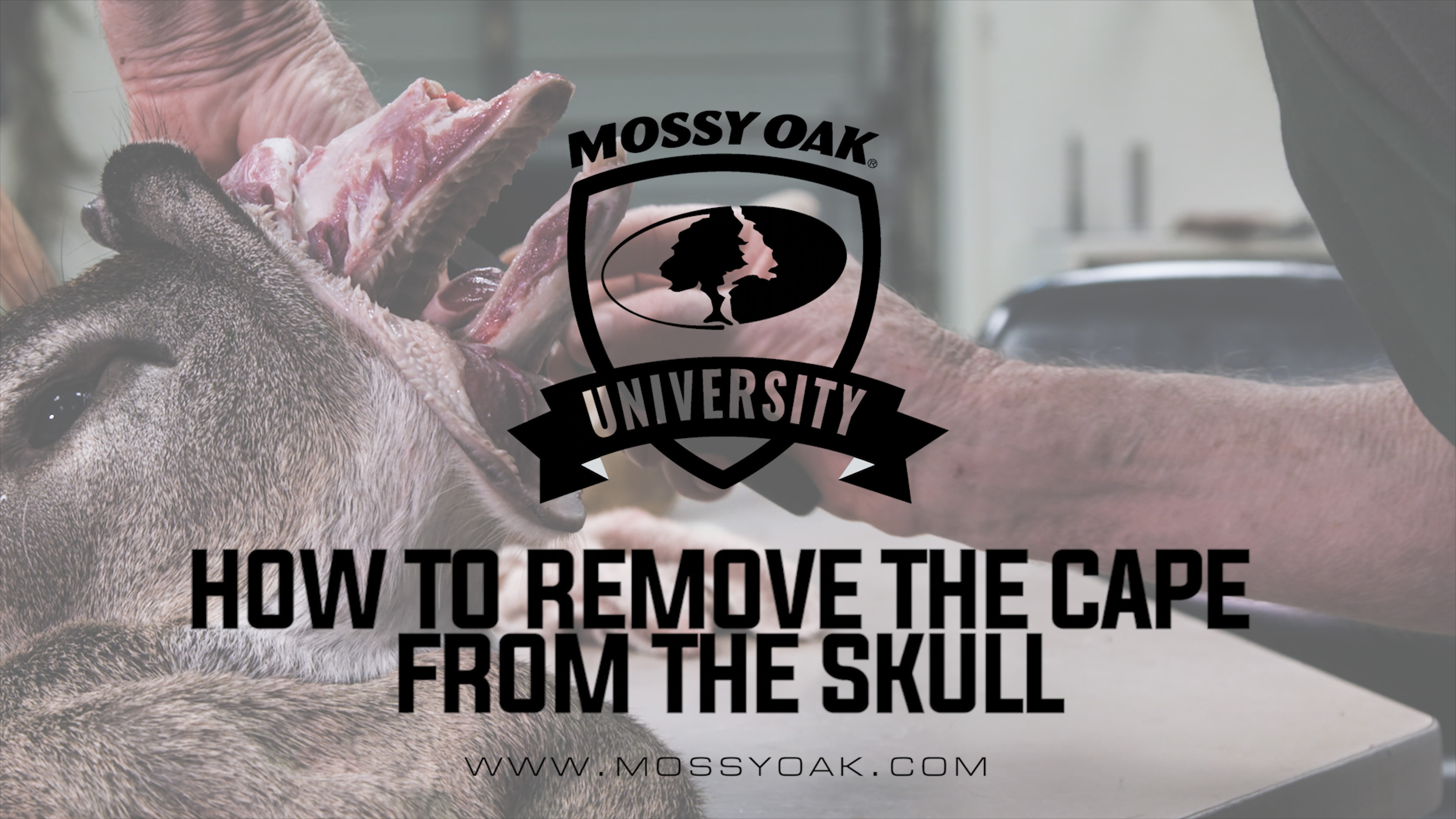 How To Correctly Cape A Deer Head For Taxidermy