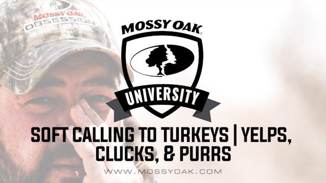 When to Soft Call to Turkeys • Yelps, Clucks, and Purrs