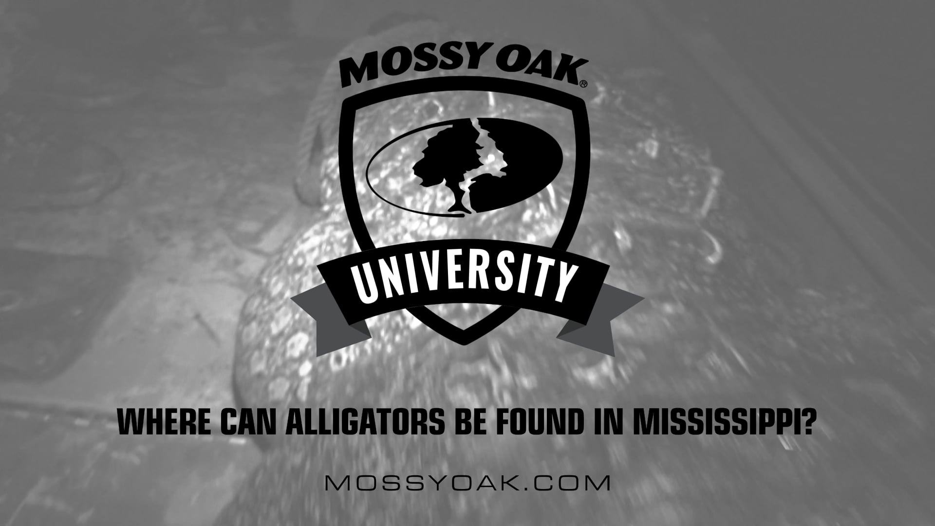 Where Can Alligators Be Found in Mississippi • Mossy Oak University