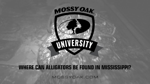 Where Can Alligators Be Found in Mississippi • Mossy Oak University
