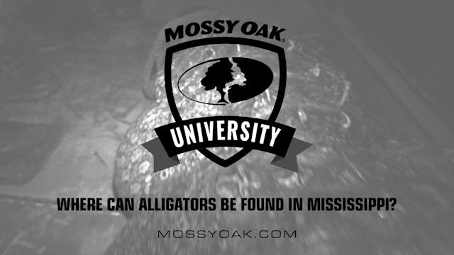 Where Can Alligators Be Found in Miss...