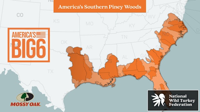 America's Southern Piney Woods • Eastern & Osceola Turkey • The Big Six
