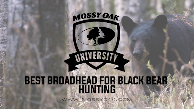 Best Broadhead To Use When Bow Hunting Black Bears • MOU