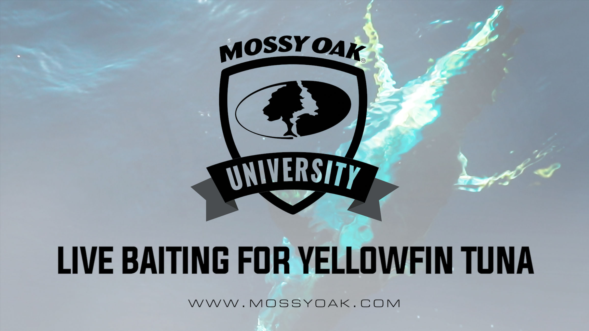 Live Baiting for Tuna