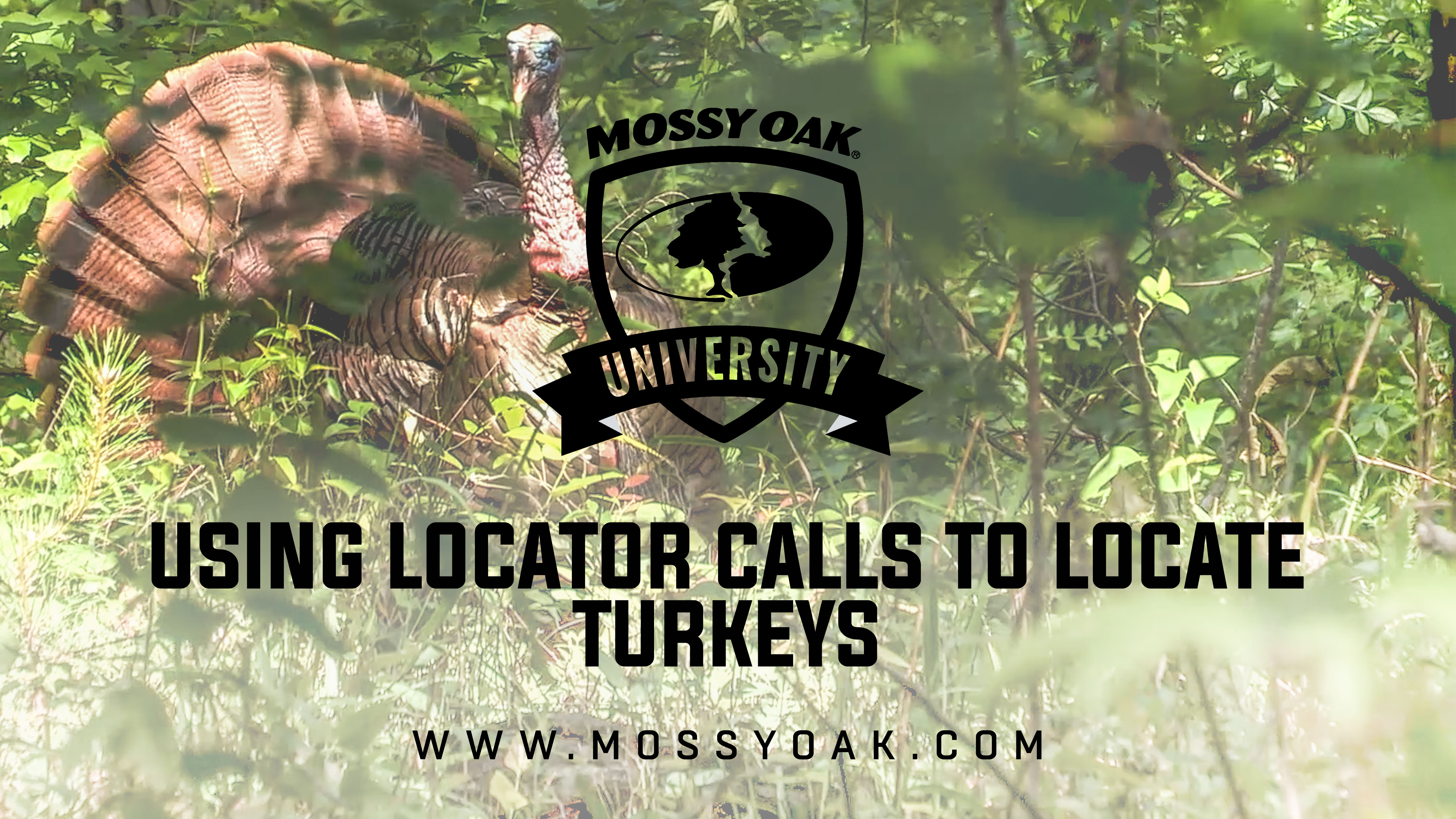 Using Locator Calls To Locate Turkeys