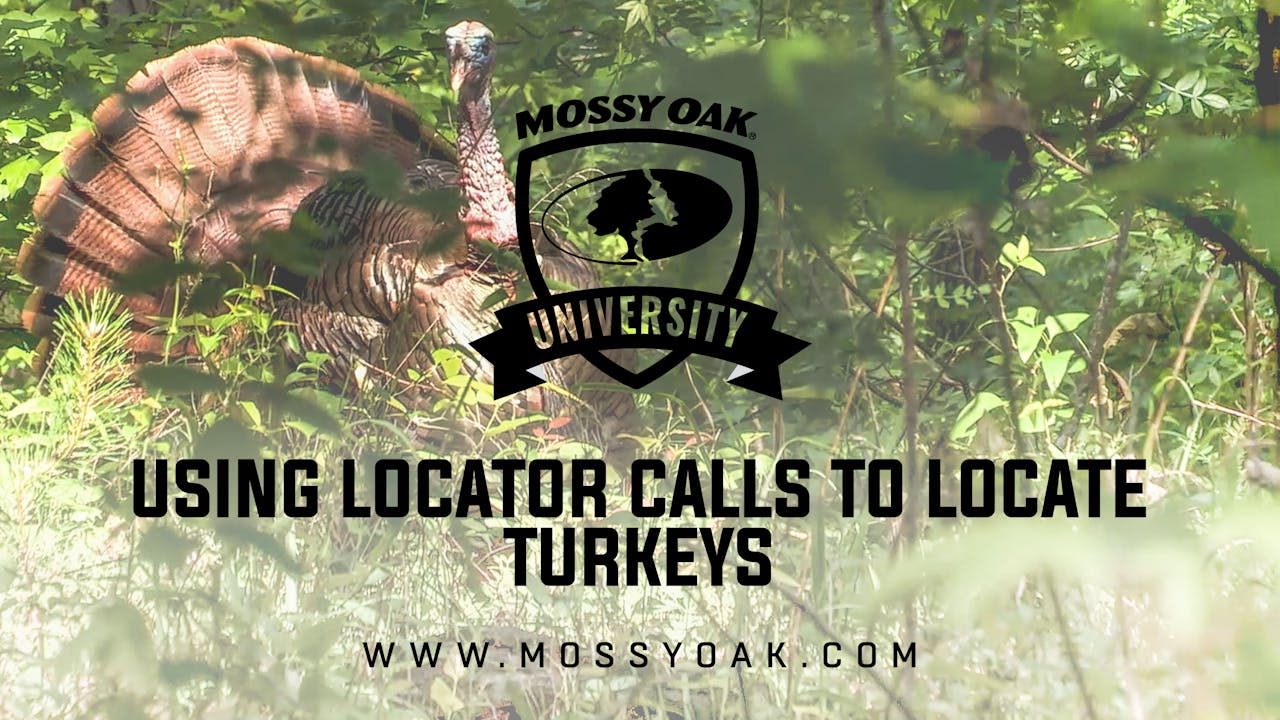 Using Locator Calls To Locate Turkeys Mossy Oak GO