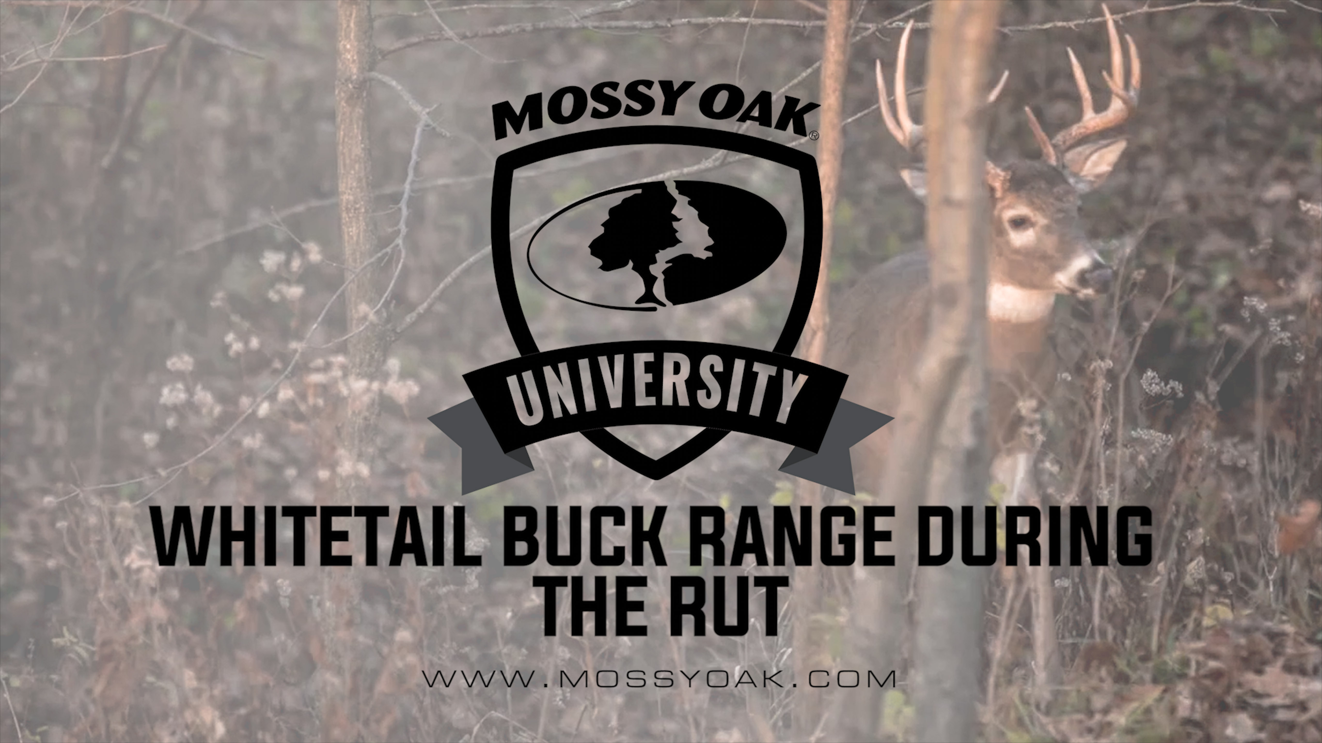 Mature Whitetail Buck Travel Range During the Rut