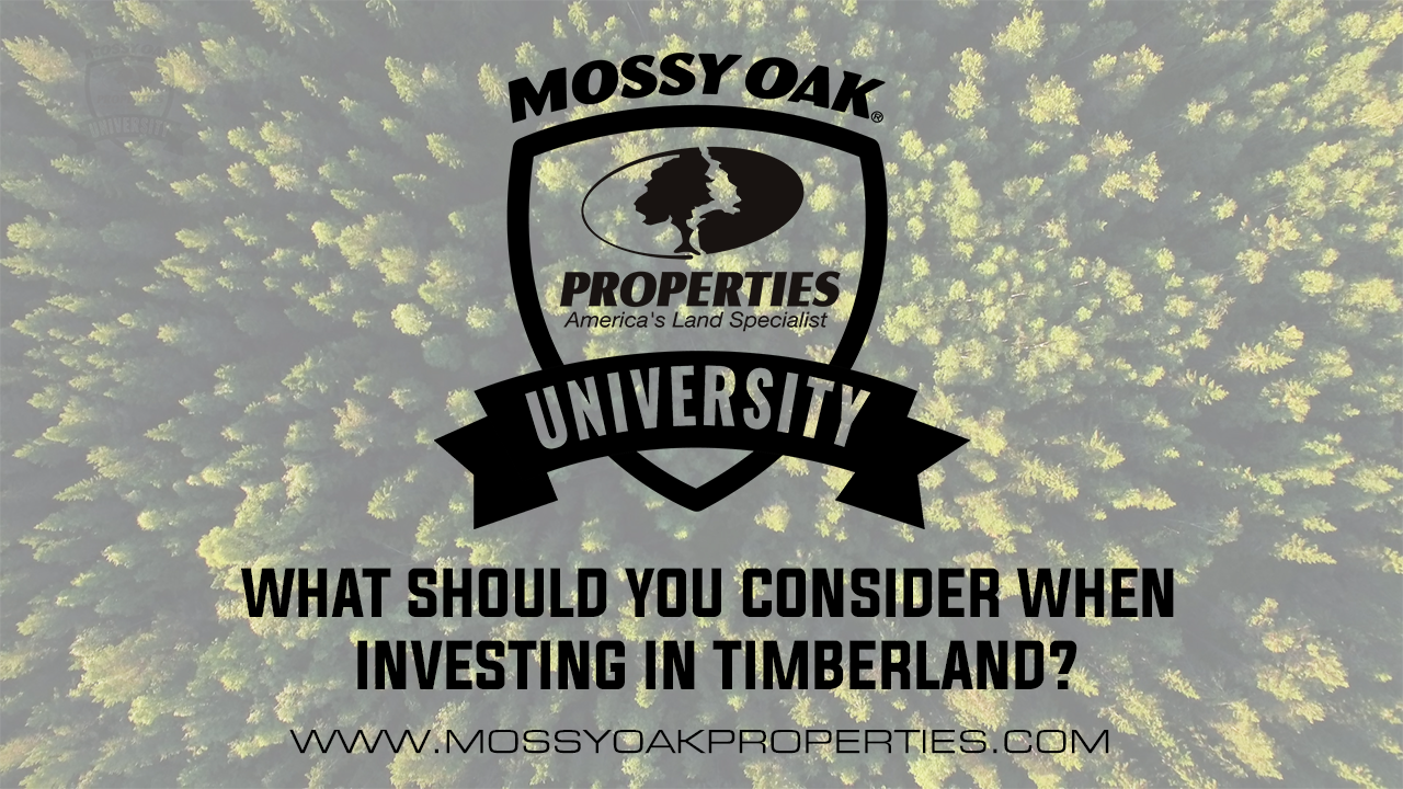 What Should You Consider When Investing In Timberland?