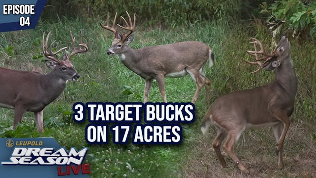 Hunting 3 Shooter Bucks On 17 Acres •...