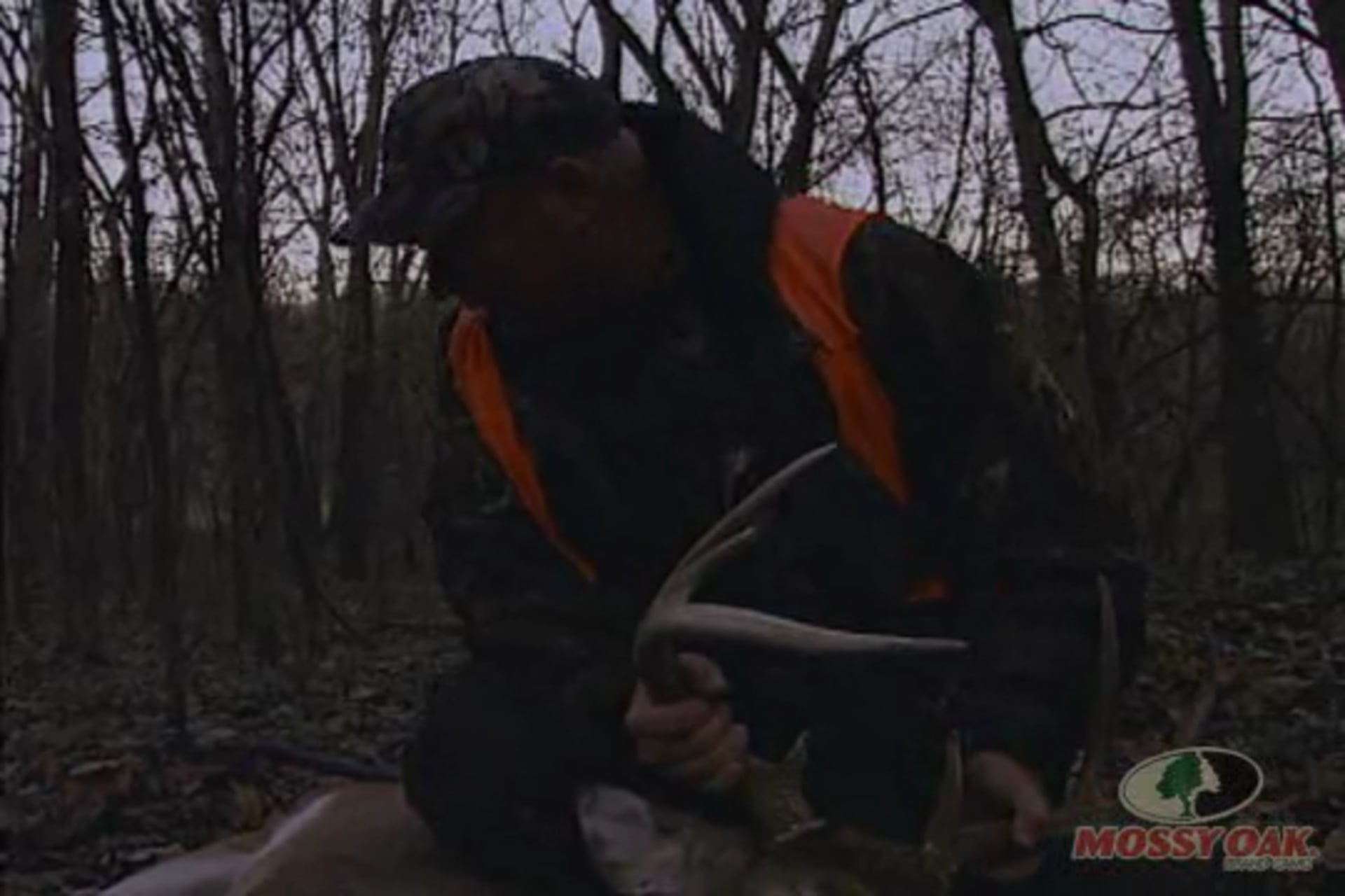 Midwestern Whitetails