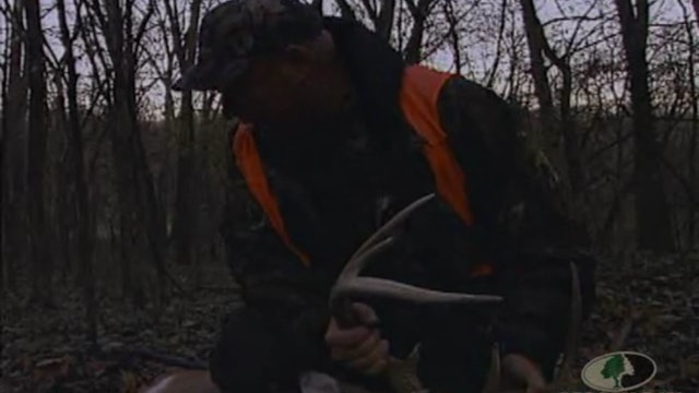 Midwestern Whitetails