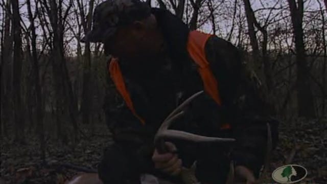 Midwestern Whitetails