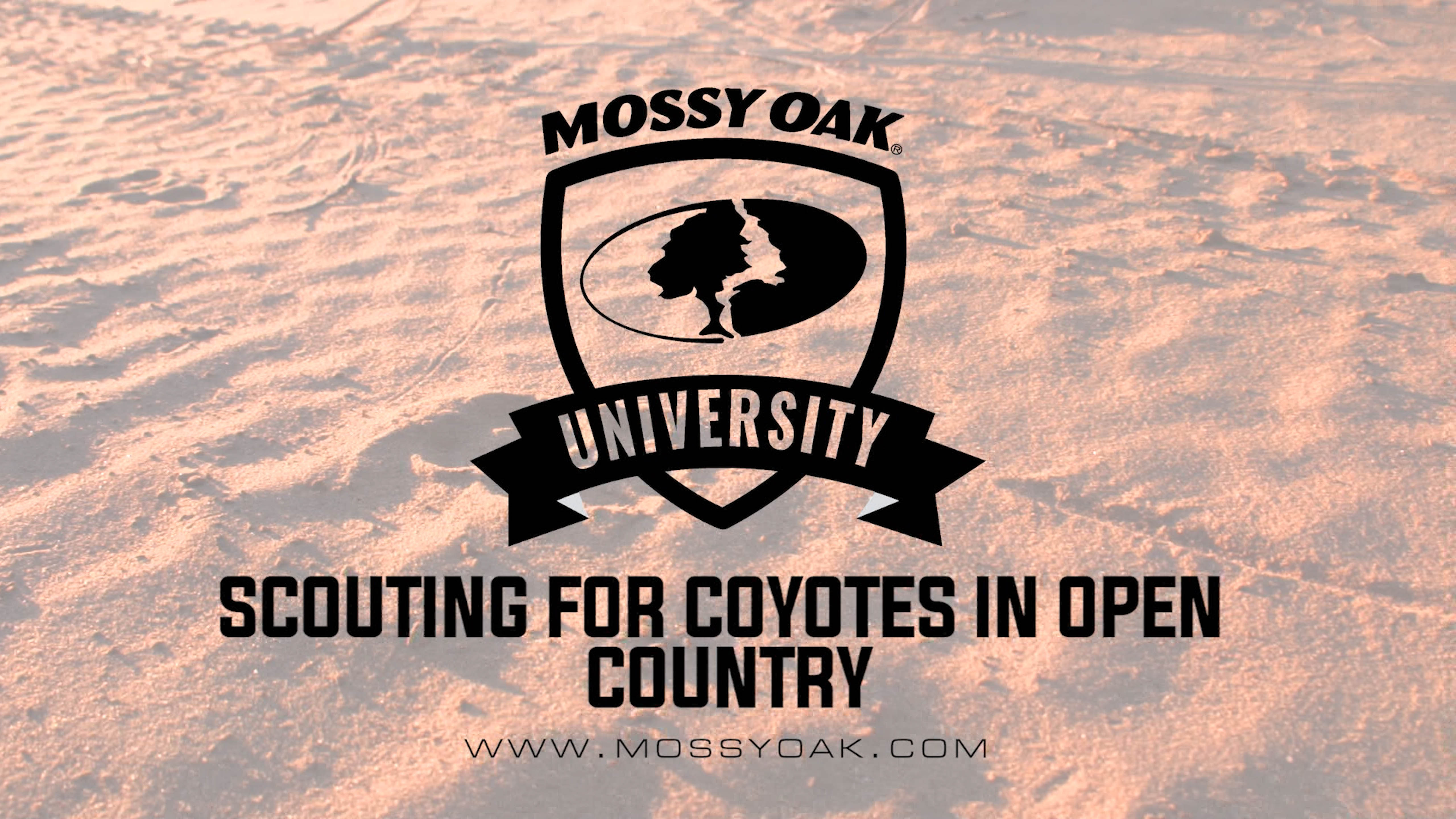 Scouting for Coyotes