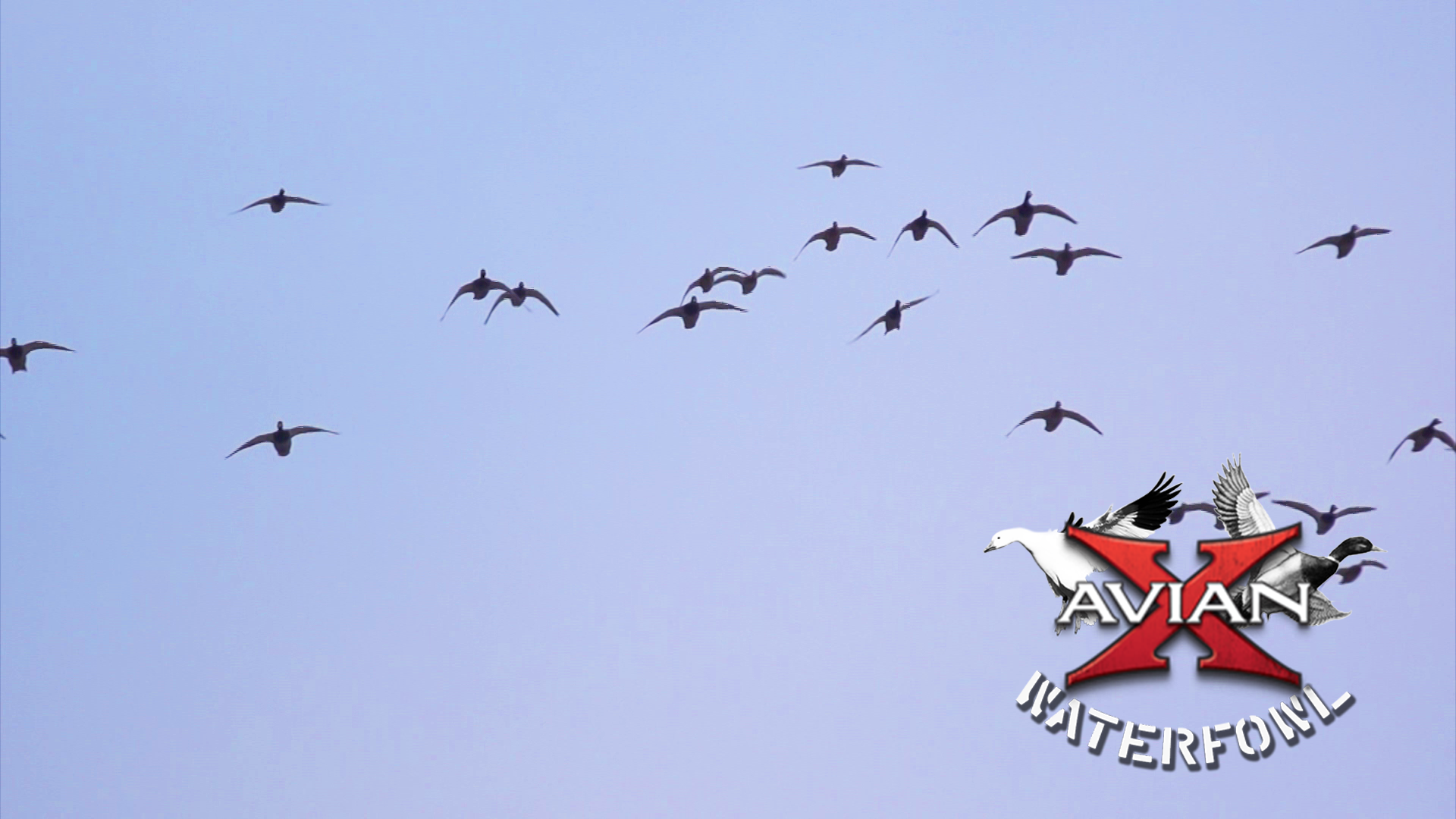 Traditions • Avian X Waterfowl