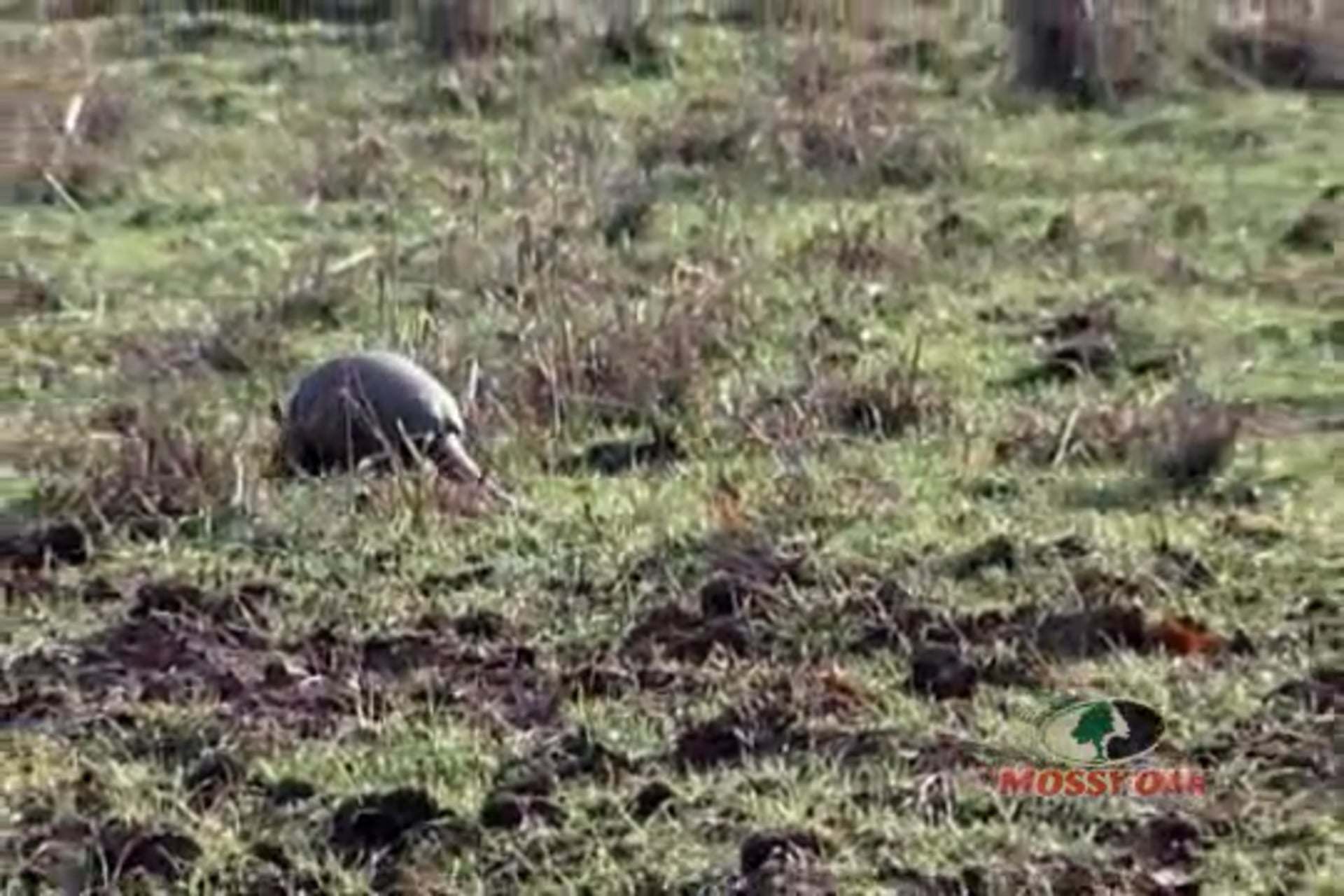 Kids and Deer • Steering Youngsters into the Great Outdoors