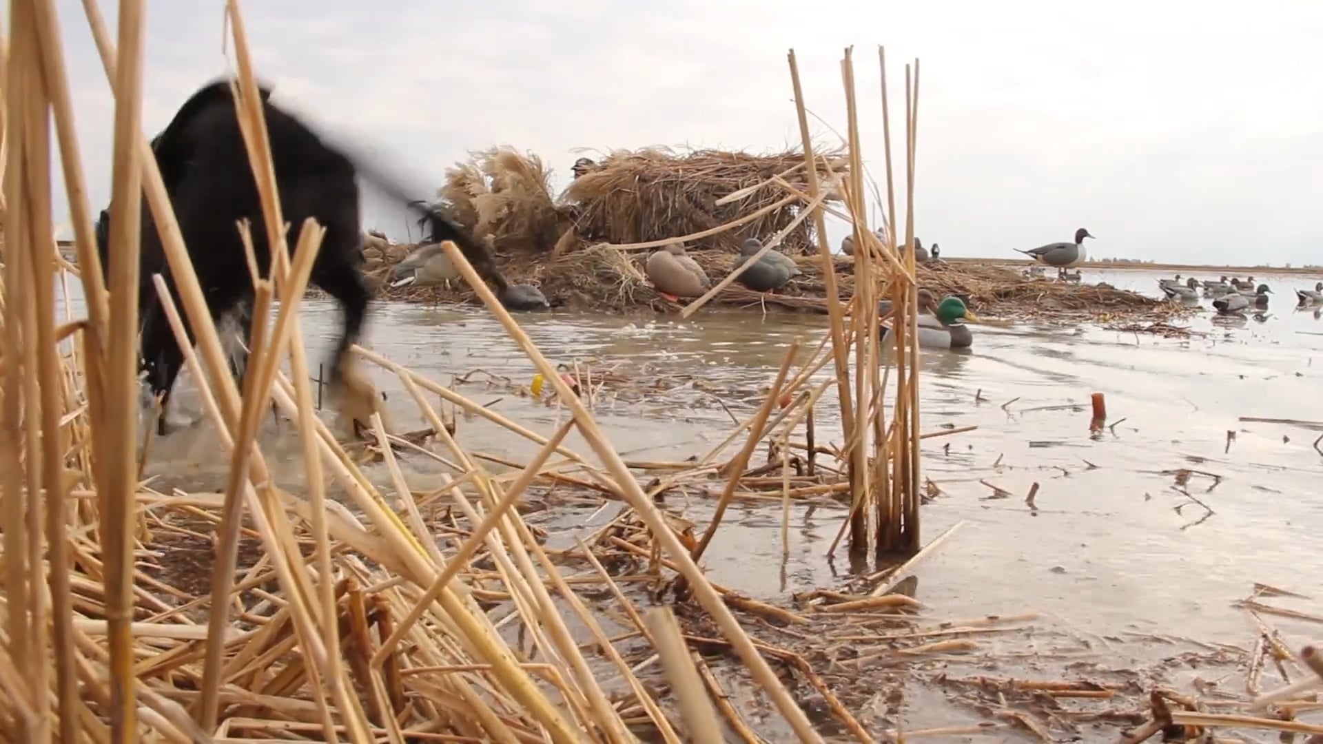 Missouri Traditions  • DU TV