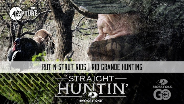 Rut N Strut Rios • Rio Grande Hunting • Straight Huntin'