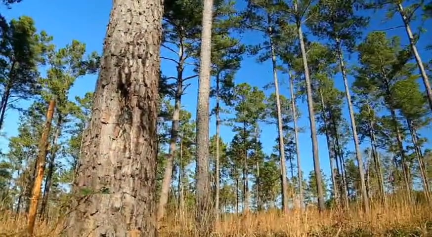 Free Time • Veterans hunting big Georgia bucks