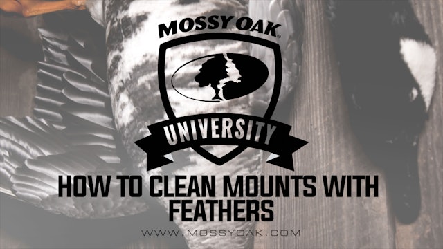 How to Clean Mounts with Feathers