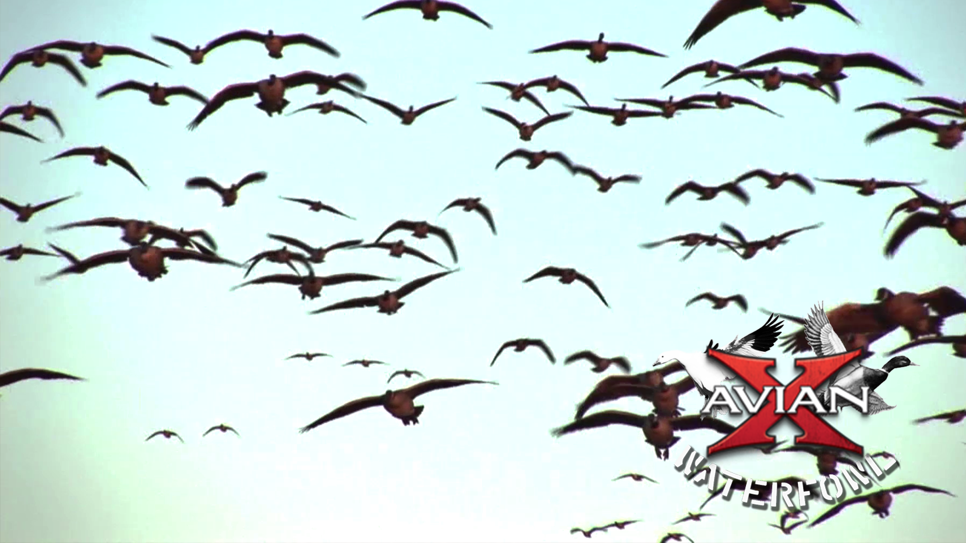 Central Flyway • Avian X Waterfowl