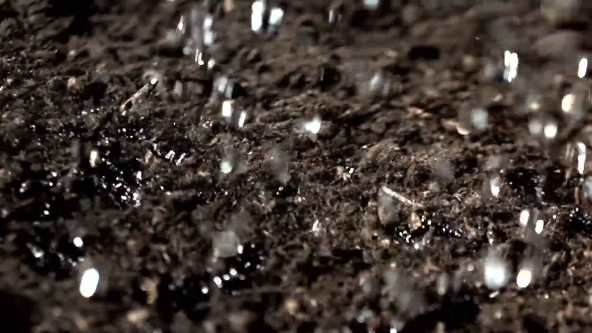 Small Details • Whitetail Tips and Trapping Beavers