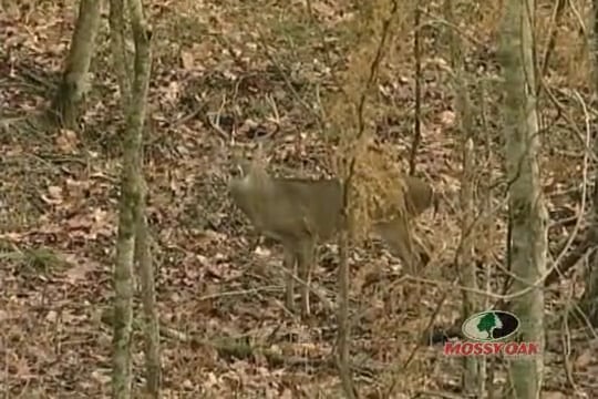 Slings and Arrows • Bowhunting the Mississippi River Backwoods