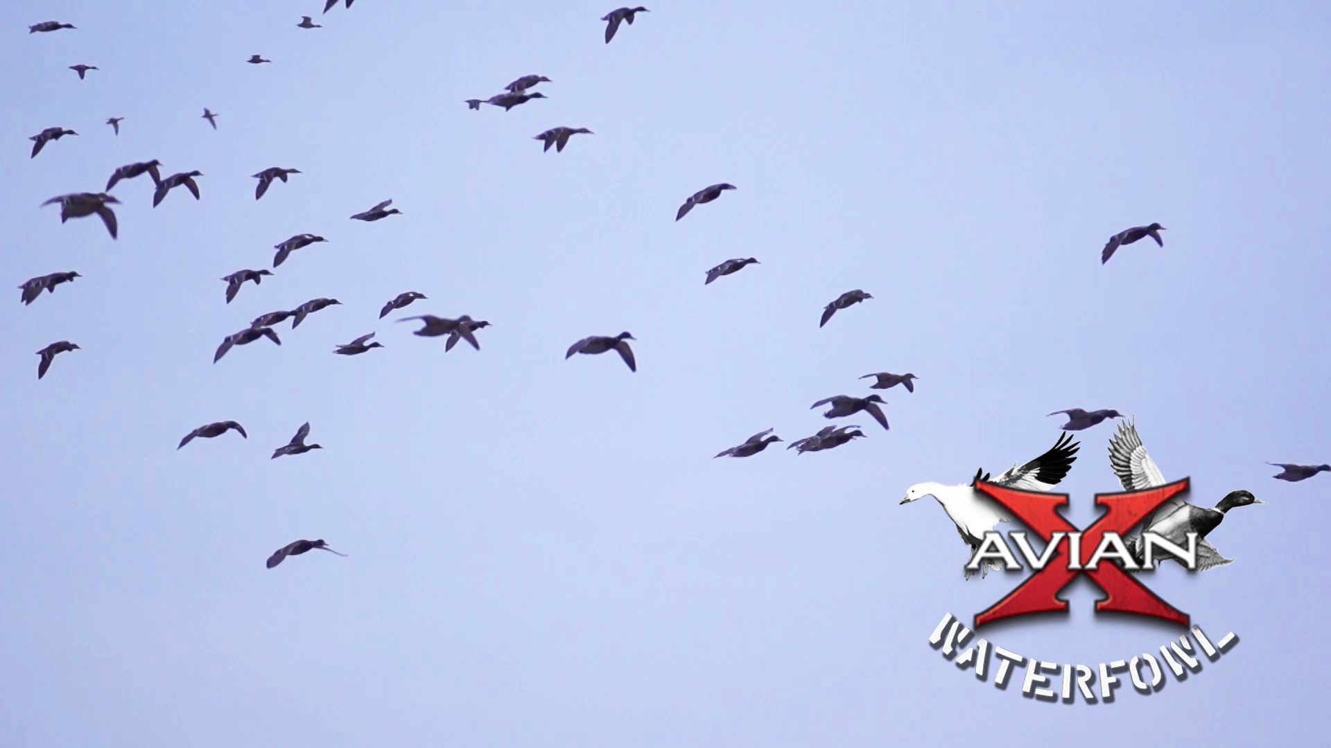 Working For Green • Avian X Waterfowl