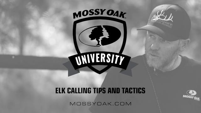 Elk Hunting Tips and Tactics