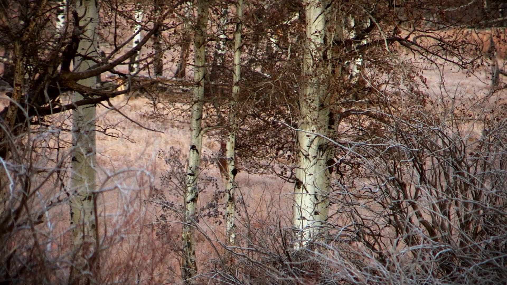 Keeping it Real • Know What Your Deer Herd Holds