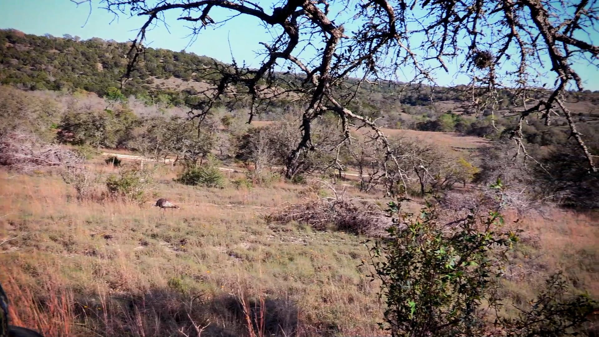 Hung Up • Turkey Hunting in Texas