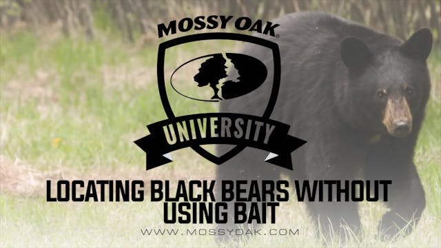 Black Bear Hunting Without Bait | Bes...