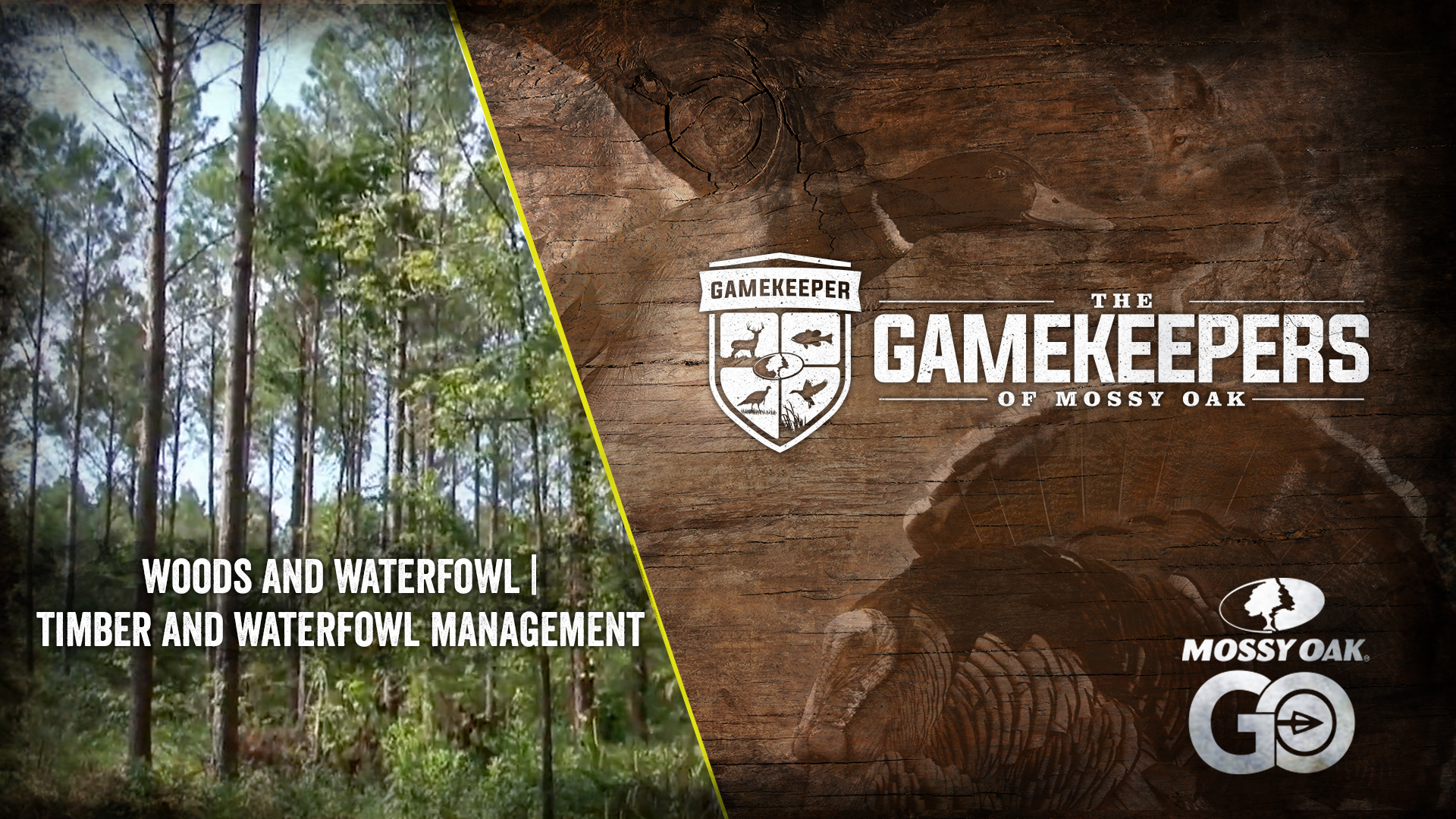 Woods and Waterfowl • Timber and Waterfowl Management
