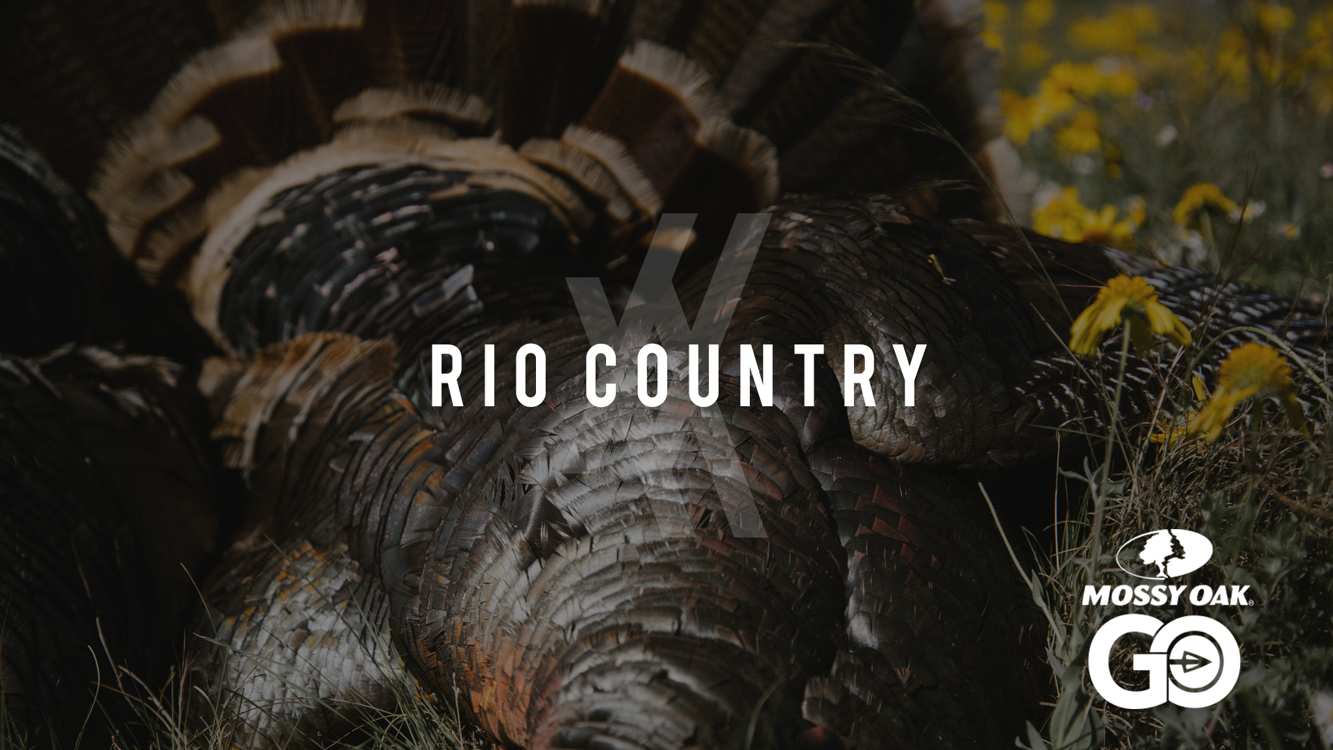 Rio Country • UNDIVIDED