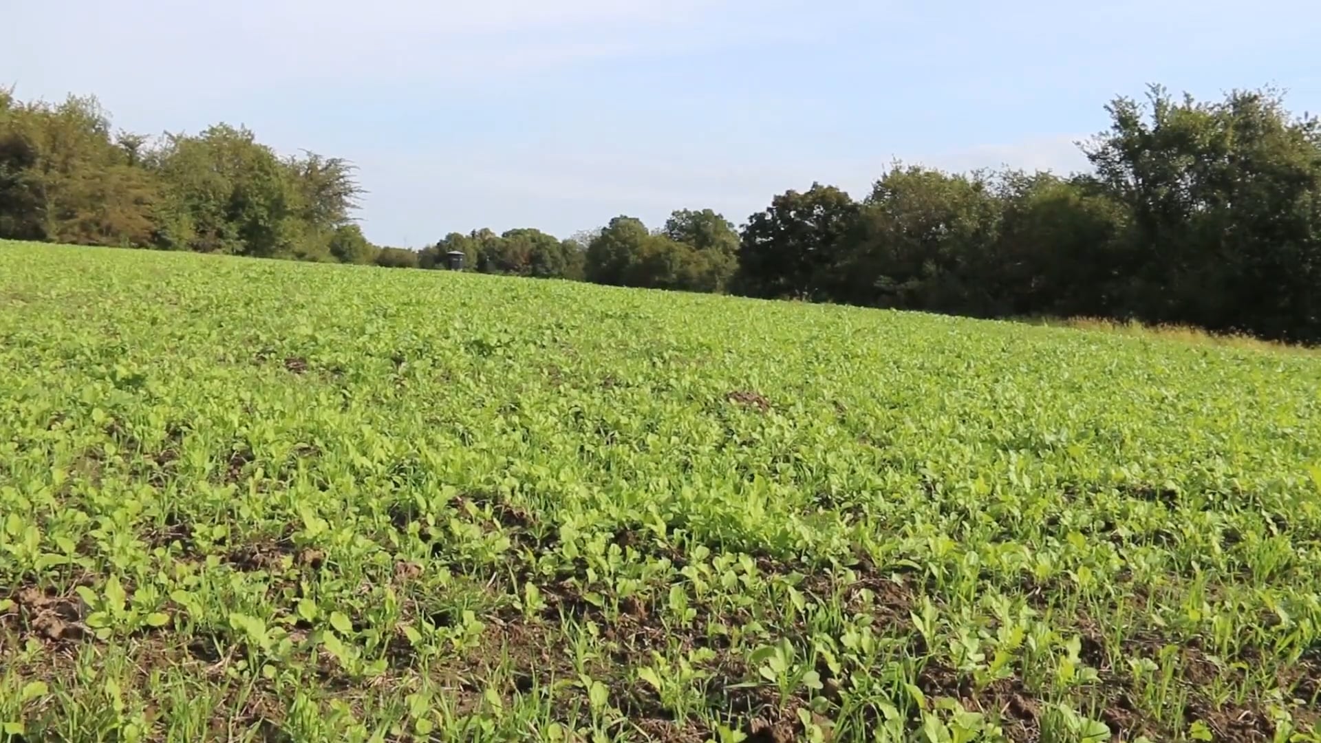 Wounded Deer and What To Do • 100% Wild Podcast