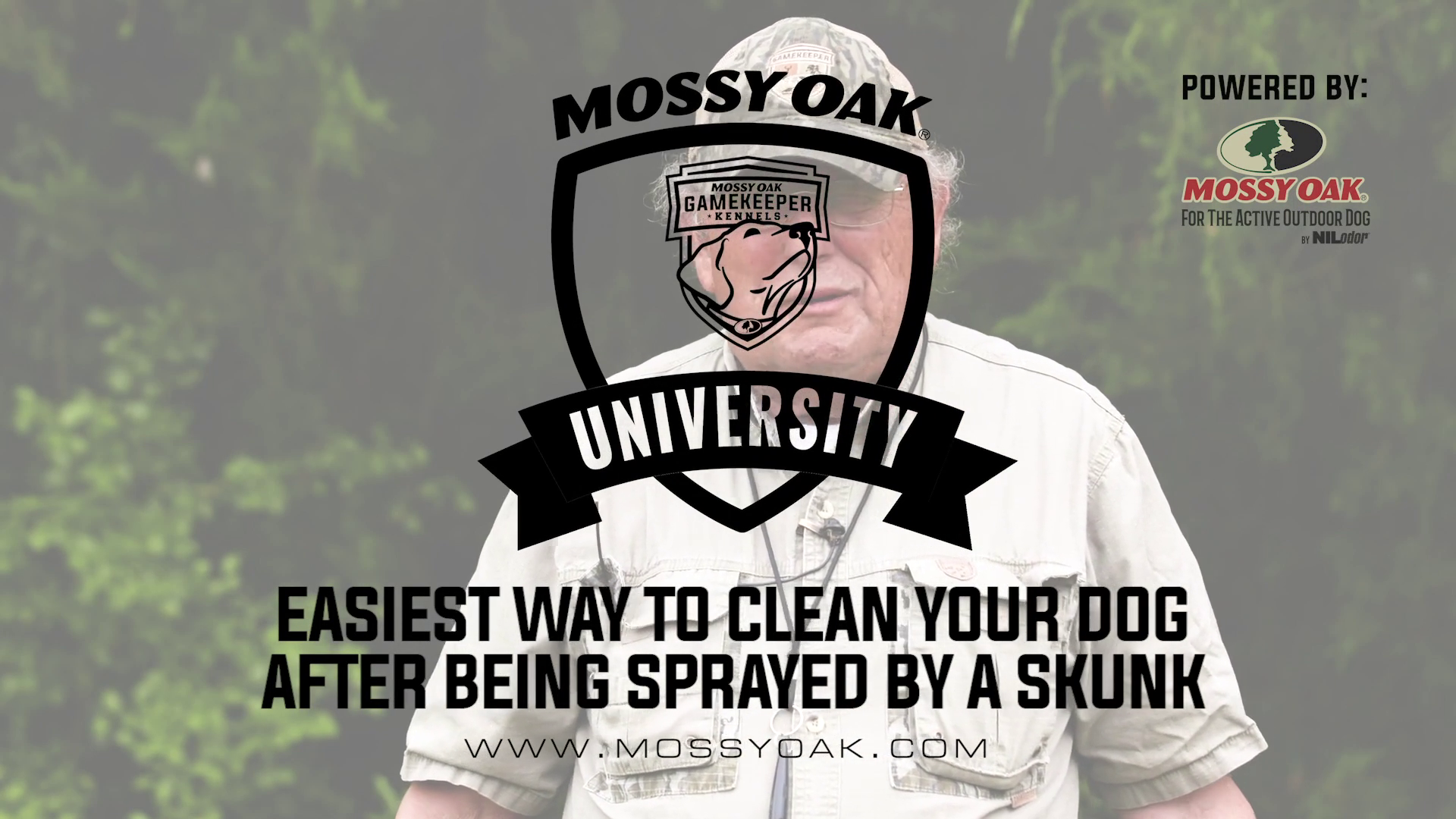 Cleaning a Skunk Sprayed Dog