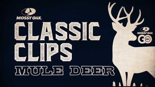 Classic Clips Mule Deer