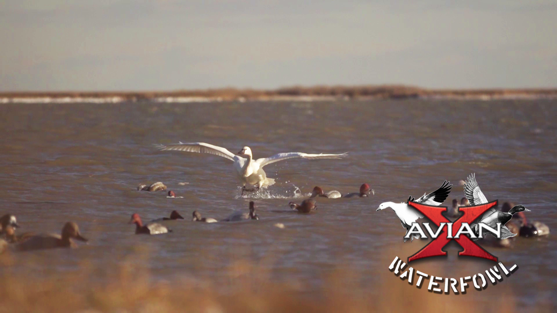 Divers Of The Chesapeake • Avian X Waterfowl