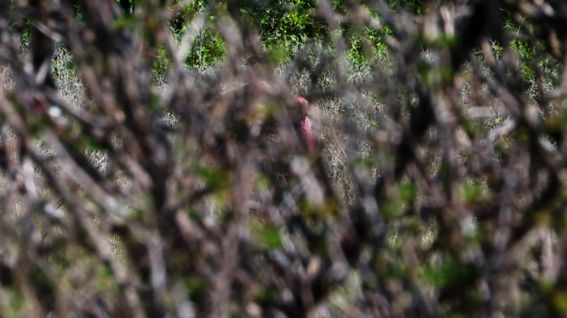 Dreaming of Turkeys, Part 2 • The Catch A Dream Story