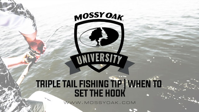 Tripletail Fishing Tip • When to Set the Hook