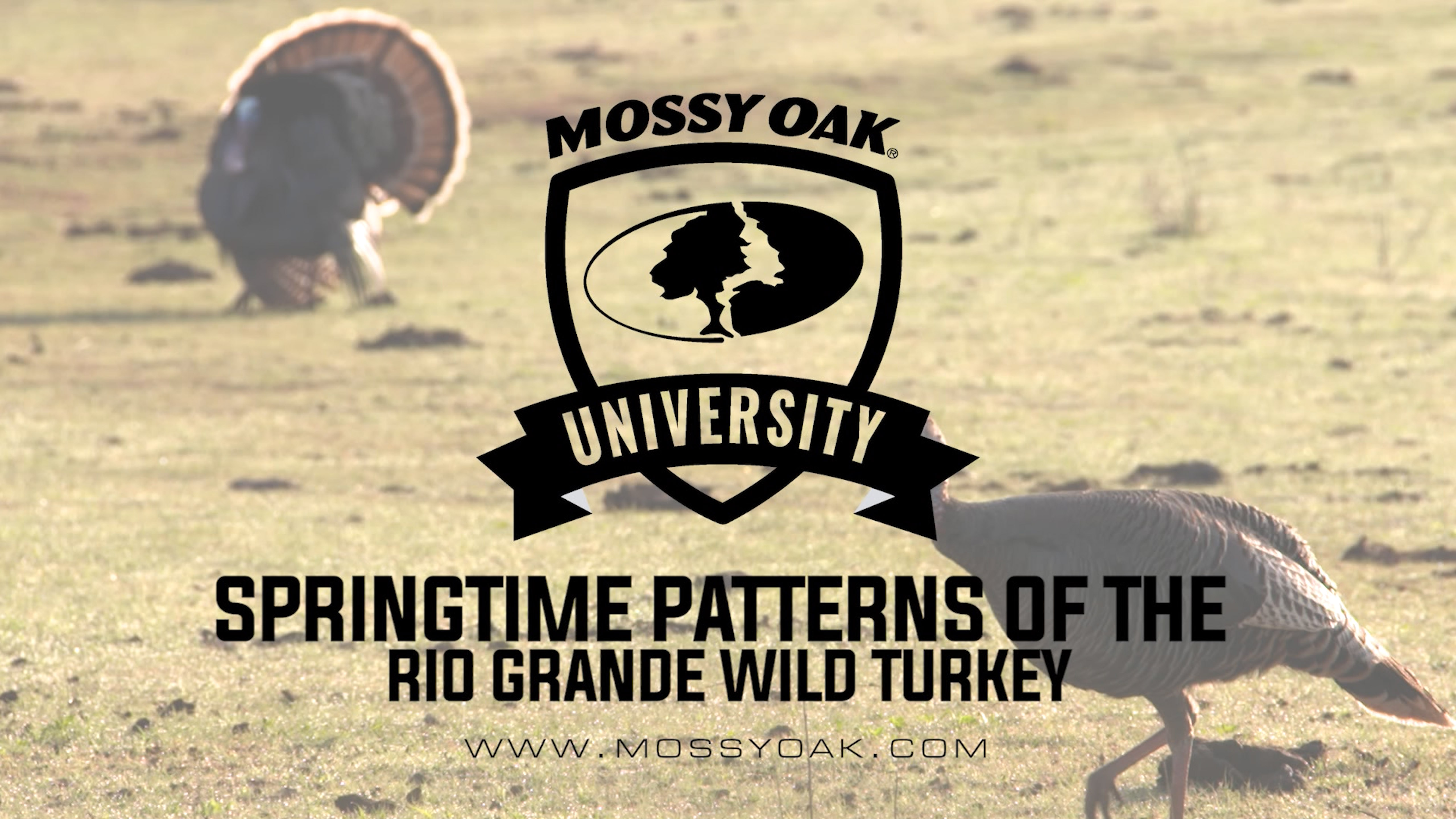 Springtime Patterns Of The Rio Grande Wild Turkey