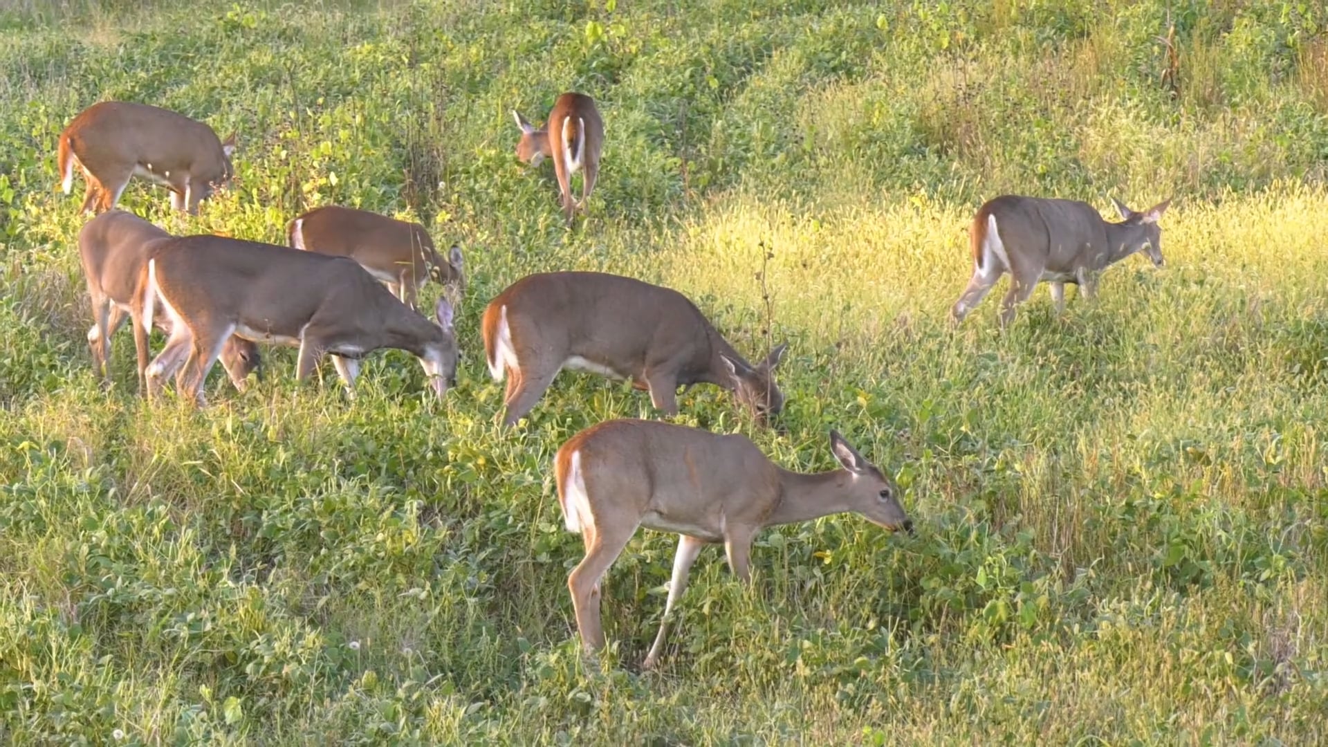 Camera Surveys • GK Tip