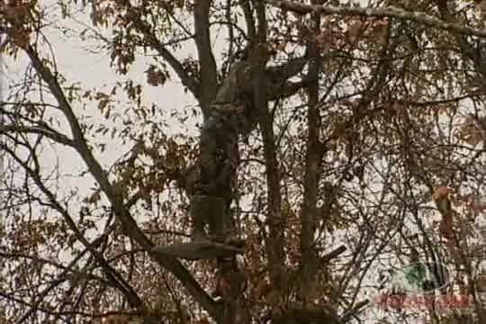 Best of Deer School 123