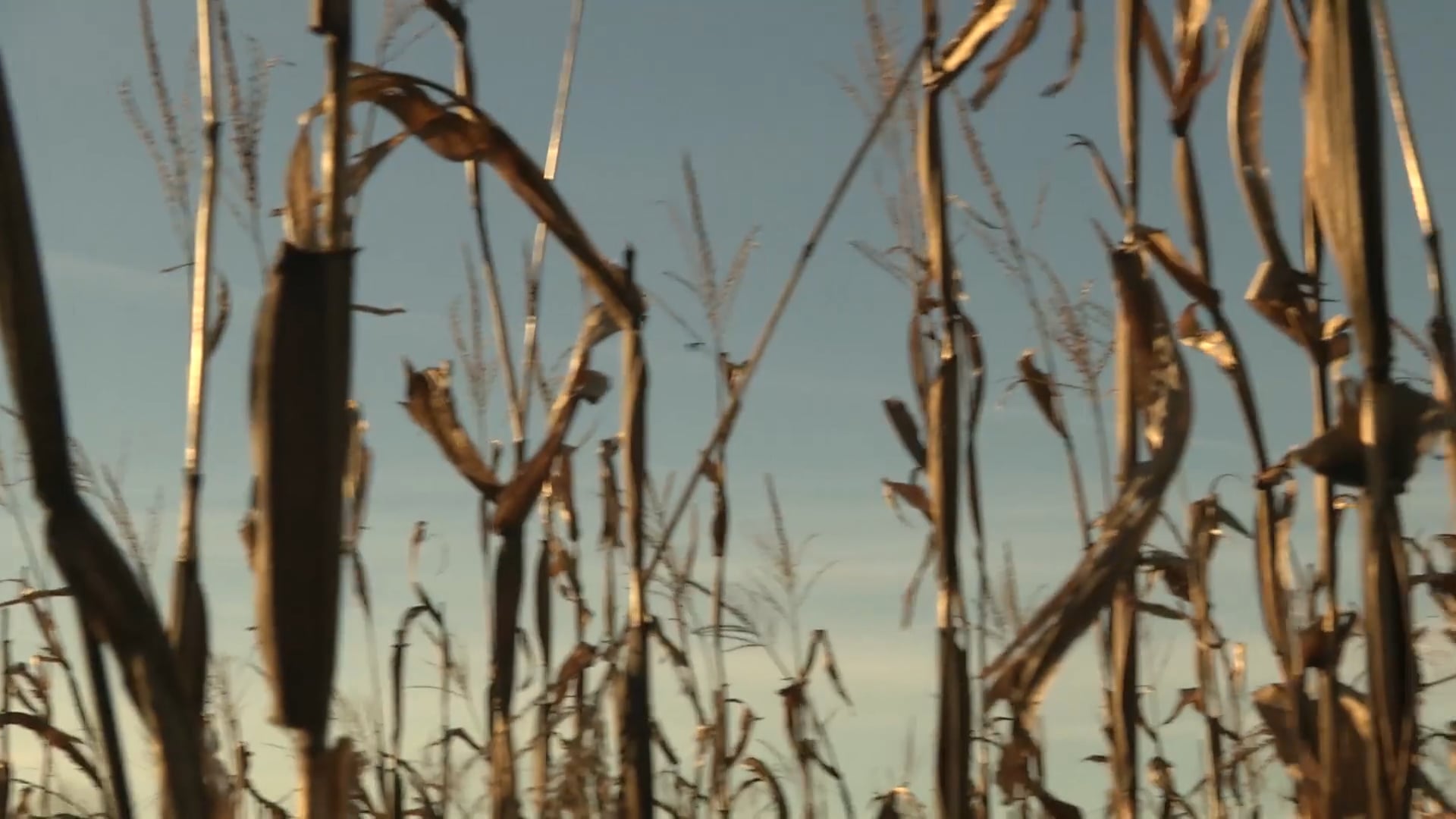 California Central Valley  • DU TV