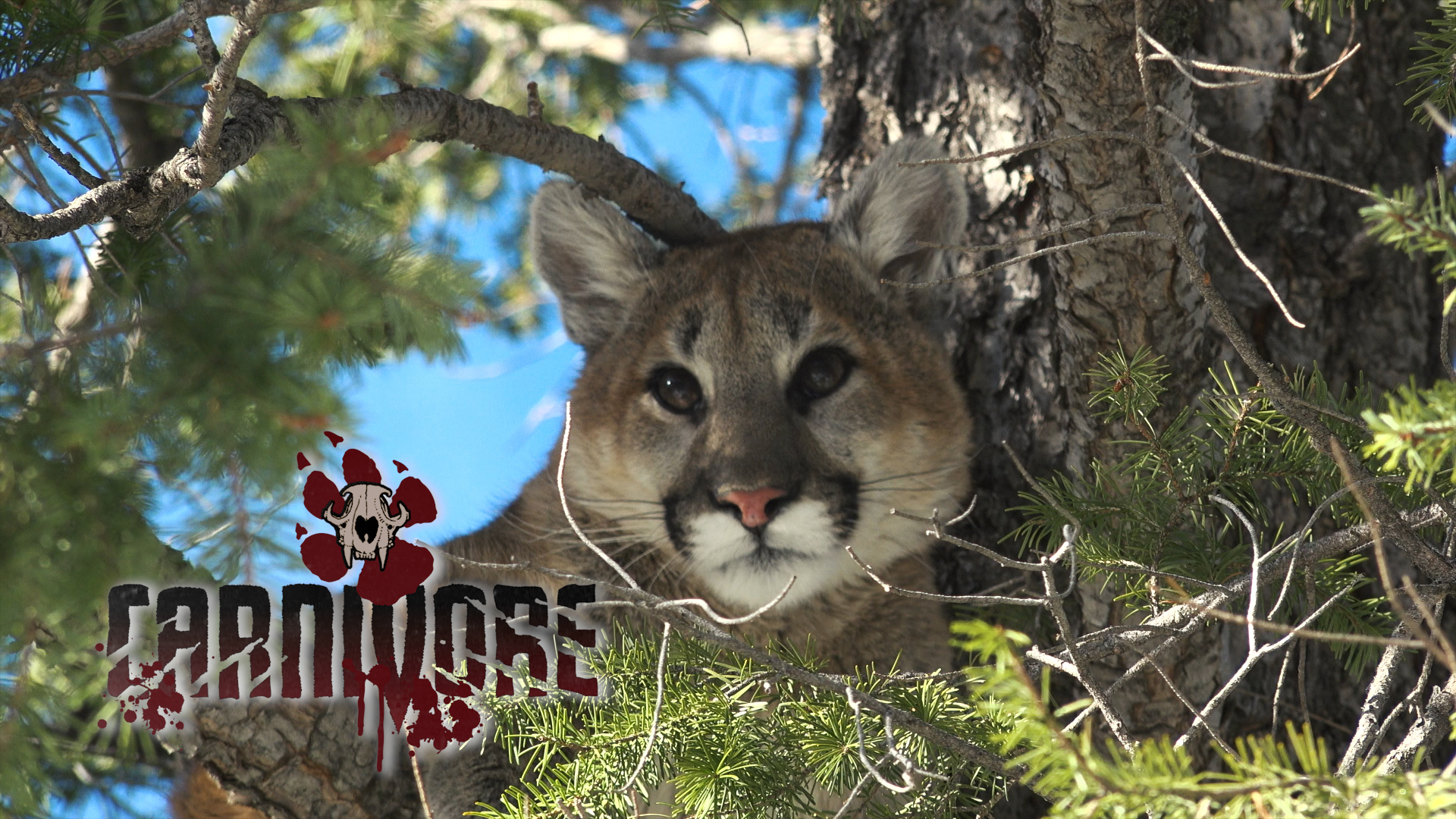 Navajo Houndsman Part 1 • Carnivore