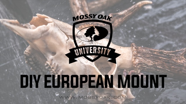 DIY European Mount - How To Euro Mount a Deer