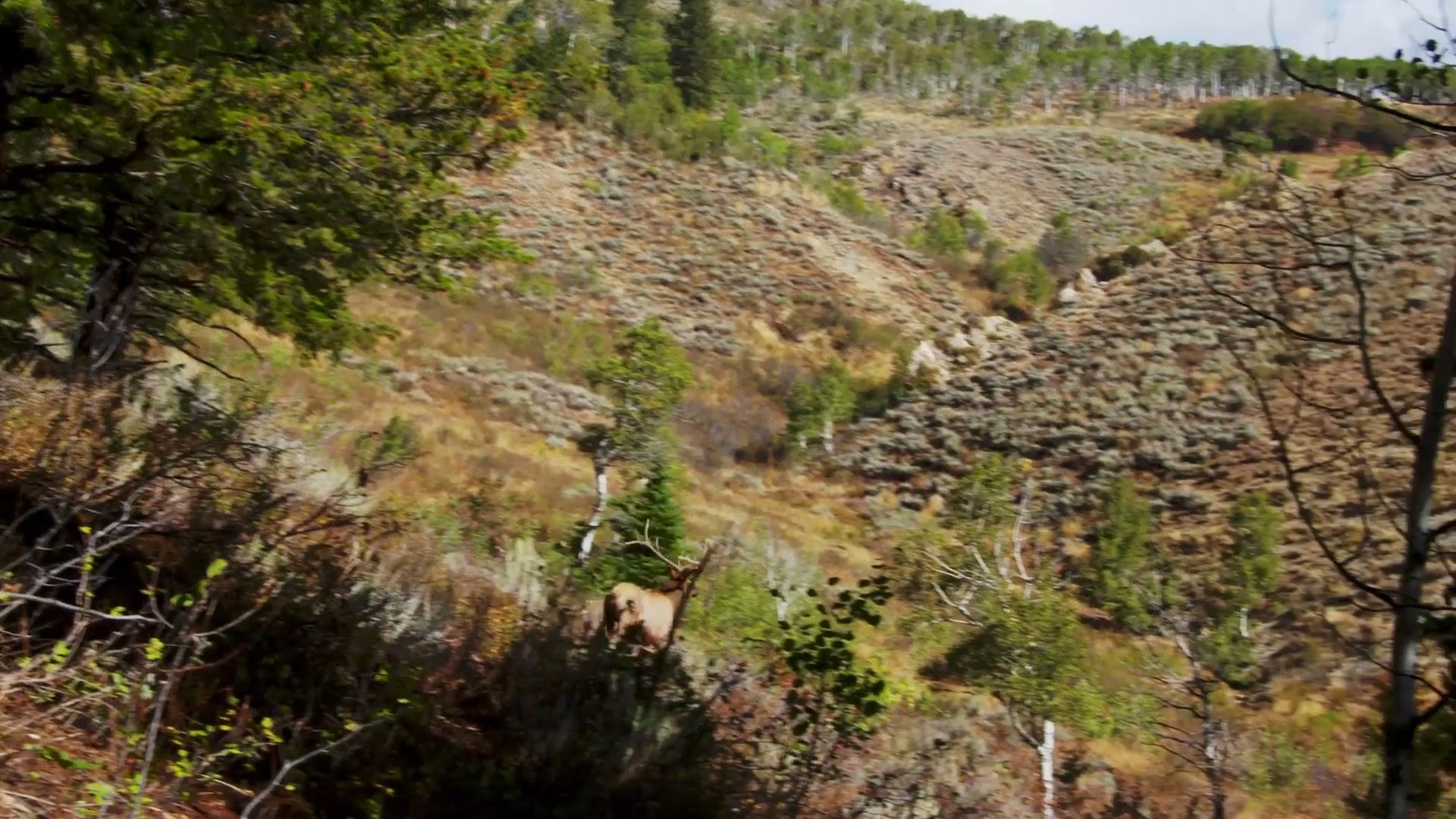 Mountain Country, Part 2 • Mule Deer in Utah