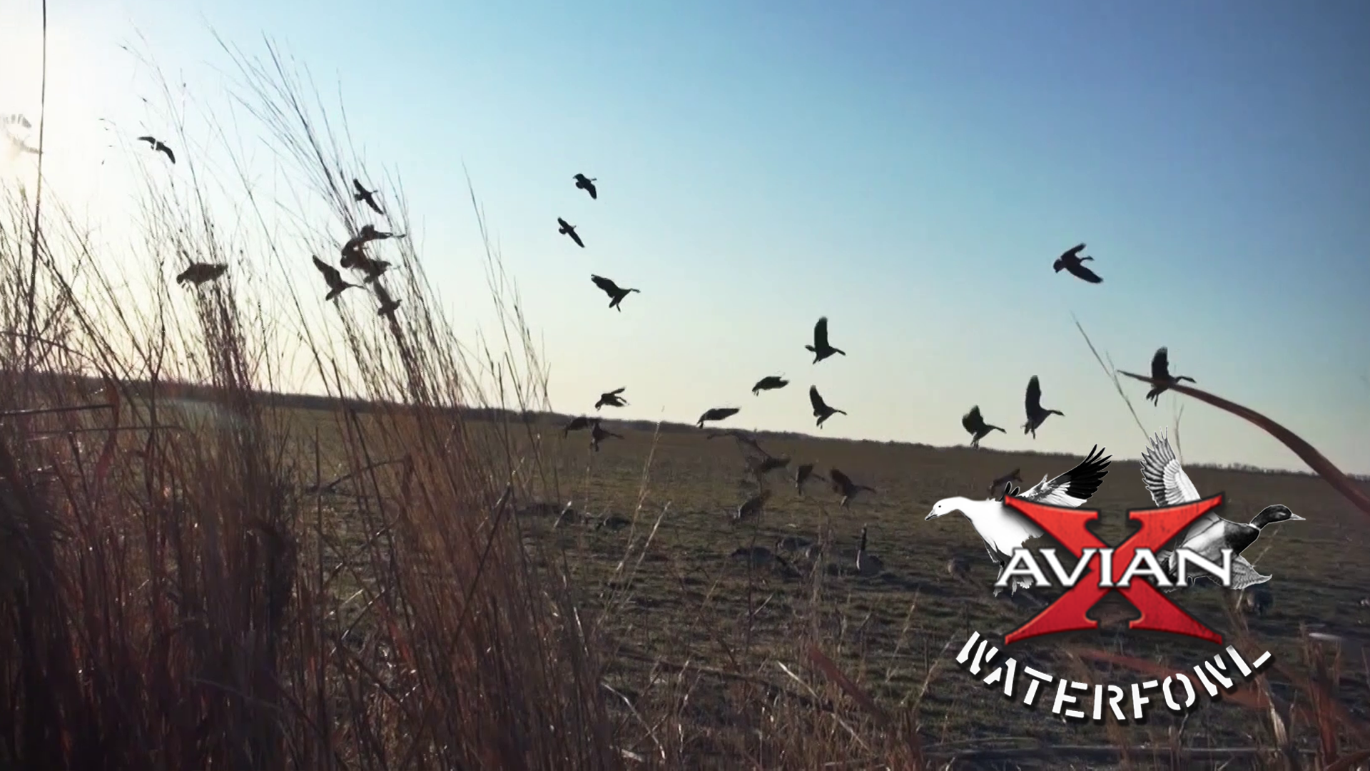 Last Day Blues • Avian X Waterfowl